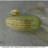 lyc phlaeas pupa1 volg